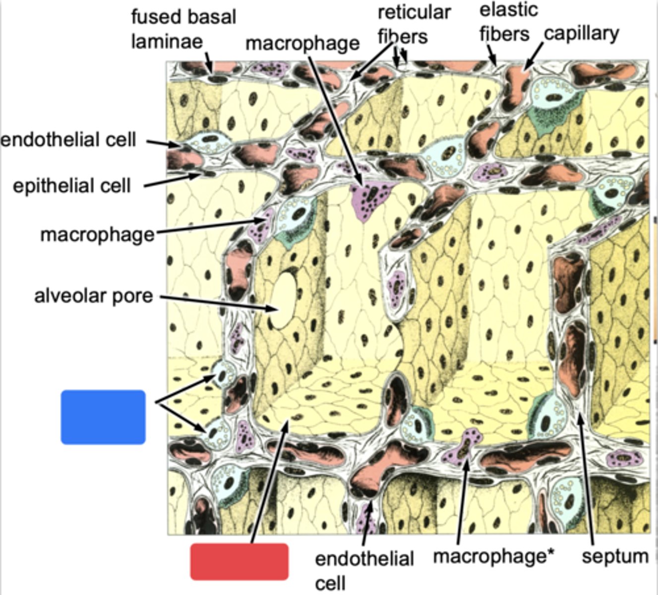 <p>ID the cells at the blue box</p>