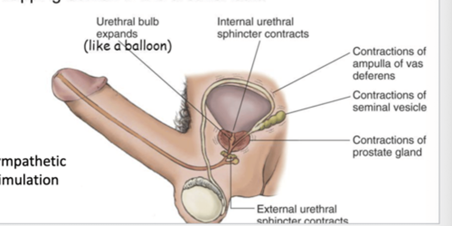 <p>contractions in prostate, seminal vesicles, &amp; vas deferens --&gt; secretions forced into uretheral biulb --&gt; closing of internal &amp; external urtheral spinchters --&gt; semen trapped in urtheral bulb</p>