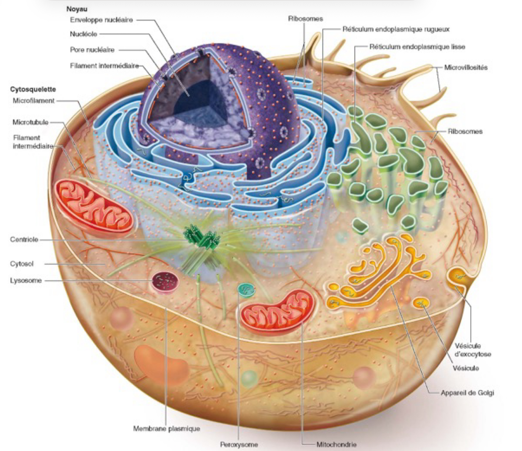 <ul><li><p>Nombreux compartiments (réseau de membranes intracellulaires)</p></li><li><p>Exécution simultanée de processus biochimique variés (indépendants)</p></li><li><p>Réseau de protéines internes (cytosquelette) → structure</p></li><li><p>Le tout baigne dans le cytosol (liquide gélatineux)</p></li></ul><p></p>