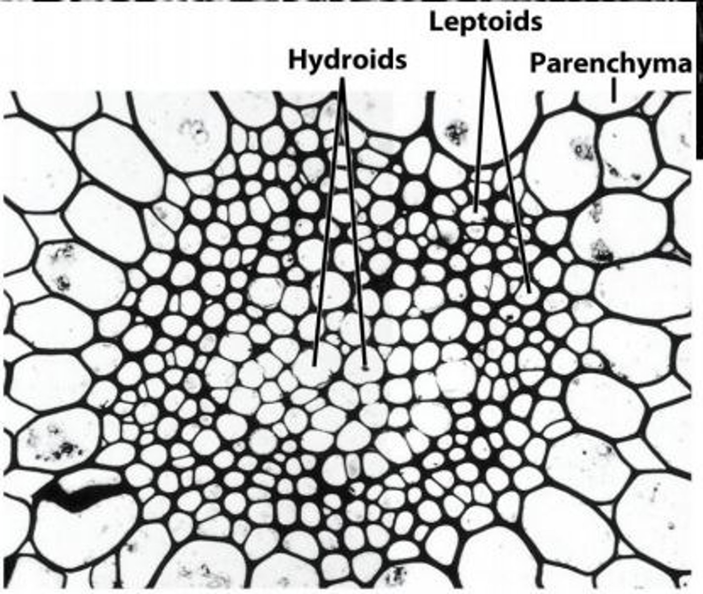 <p>conducting tissue in mosses</p><p>Hydroids-like xylem</p><p>Leptoids-like phloem</p>