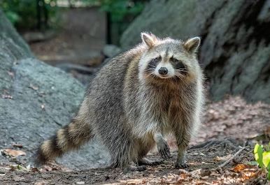 <ul><li><p>Había</p></li><li><p>Hay un mapache en mi casa. </p></li></ul><p></p>