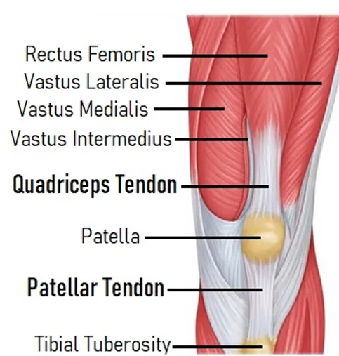 <p>superior to patella</p><p></p>