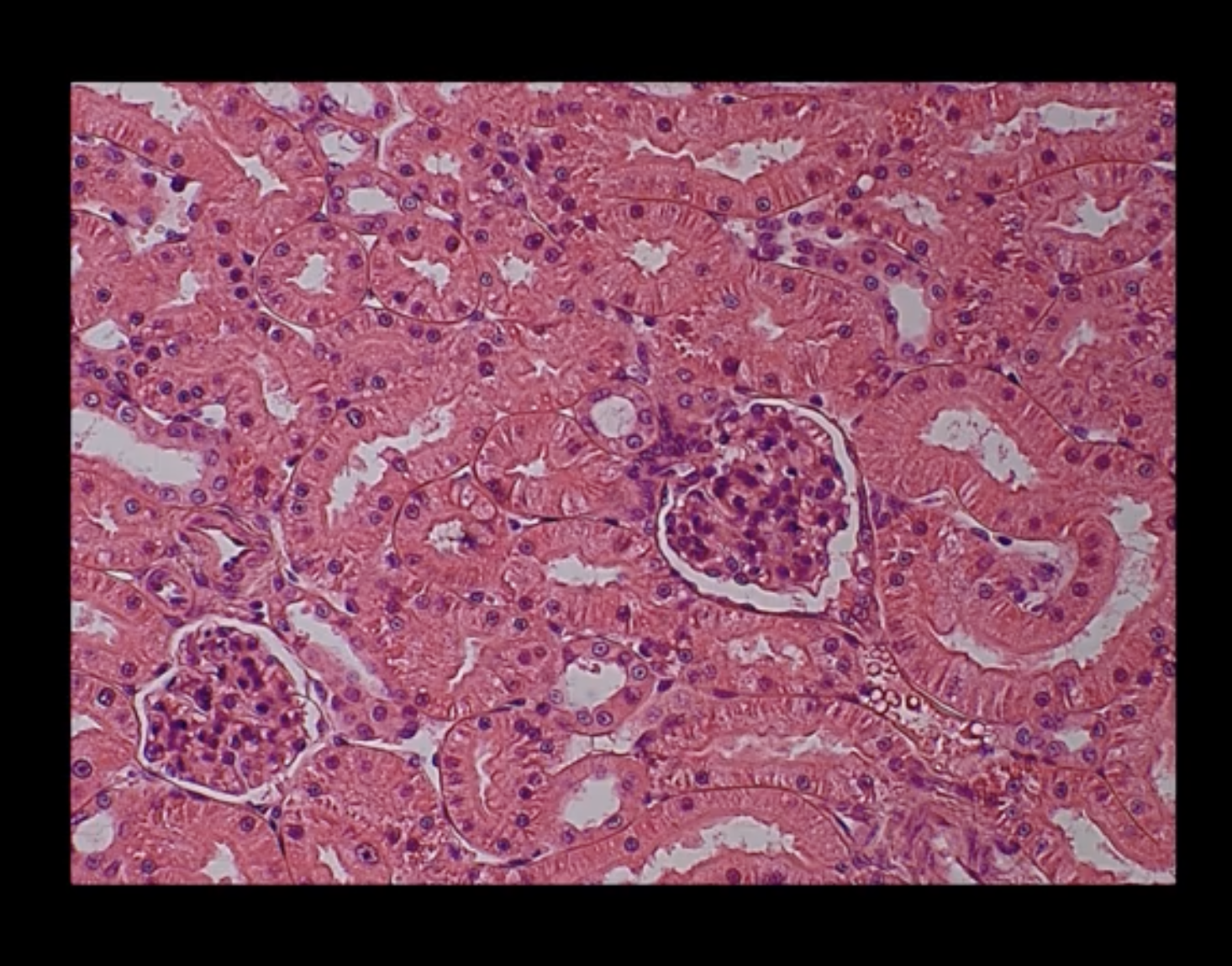 <p>type of cell</p>