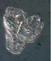 <p>Identify the sperm morphology. (bull)</p>