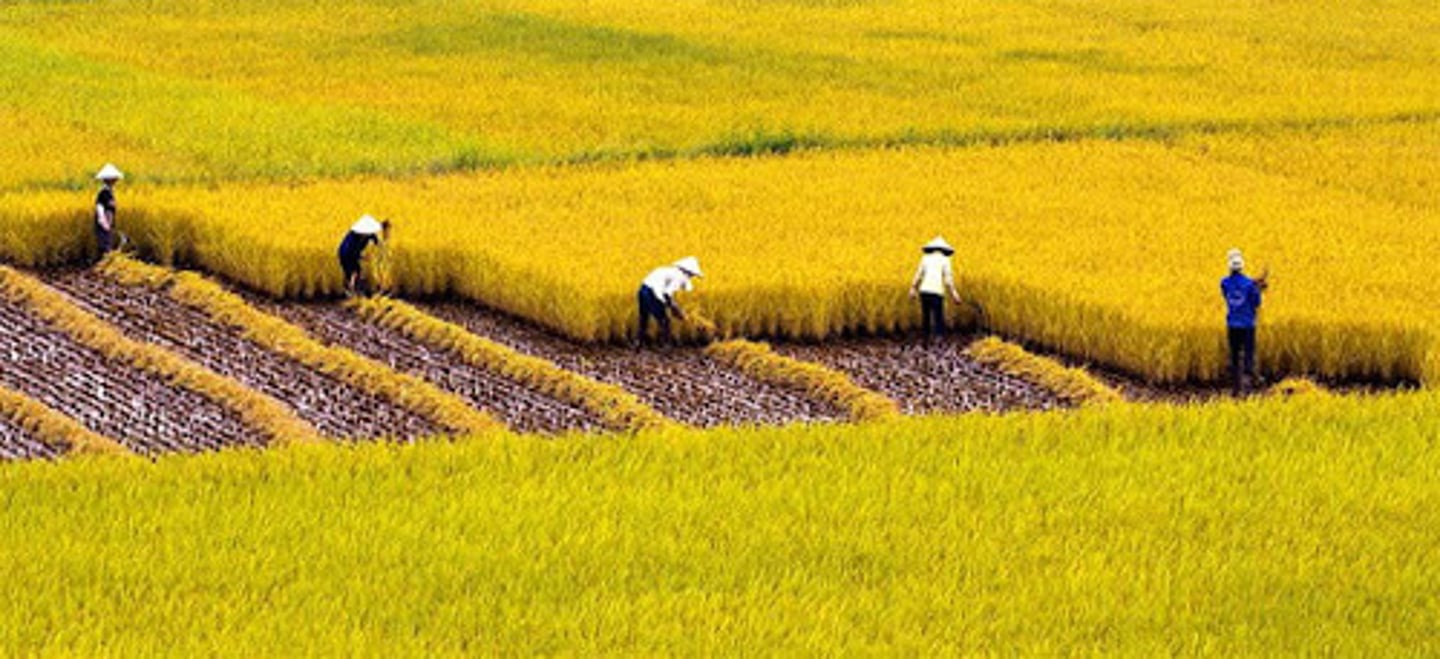 <p>/ˈhɑːvɪst/ vụ thu hoạch, vụ gặt, gặt hái, thu hoạch</p>