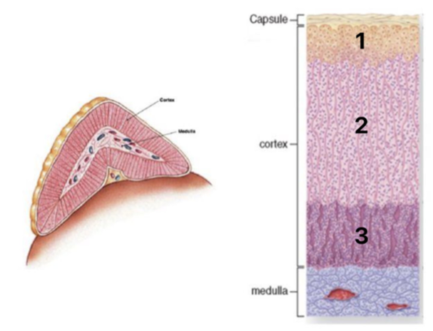 <p>What hormones are secreted in layer #3 of the cortex?</p>