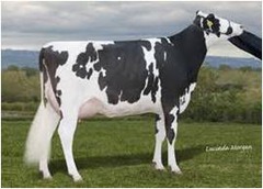 Holstein
known for producing high volumes of milk