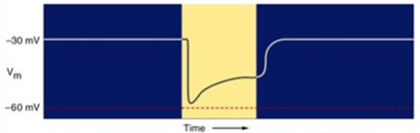 <p>When light is switched on, what happens to the membrane potential?</p>