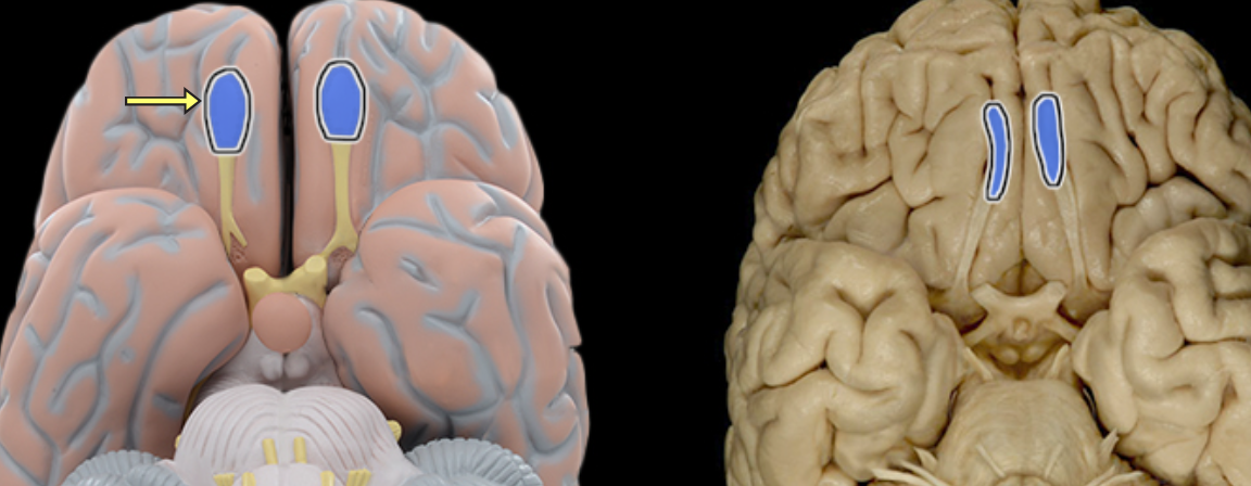 <p>Location:</p><ul><li><p>Lies on cribriform plate of ethmoid bone in anterior cranial fossa</p></li><li><p>Ventral aspect of frontal lobe of brain</p></li></ul><p>Description:</p><ul><li><p>Expanded anterior end of olfactory tract</p></li><li><p>Site of synapse for olfactory neurons (CN I) after their axons pass through cribriform plate</p></li></ul><p></p>