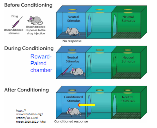 <ul><li><p>before conditioning - all chambers are neutral</p></li><li><p>conditioning - one chamber is paired with a reward and the other is not </p></li><li><p>after conditioning - reward-paired chamber acquires motivational significance and acts a conditioned stimulus</p></li></ul>