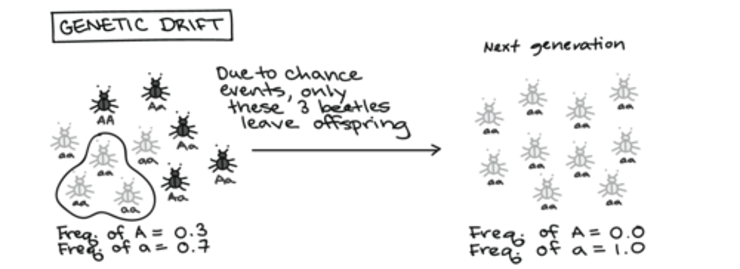 <p>Genetic drift <strong>decreases </strong>genetic diversity</p>