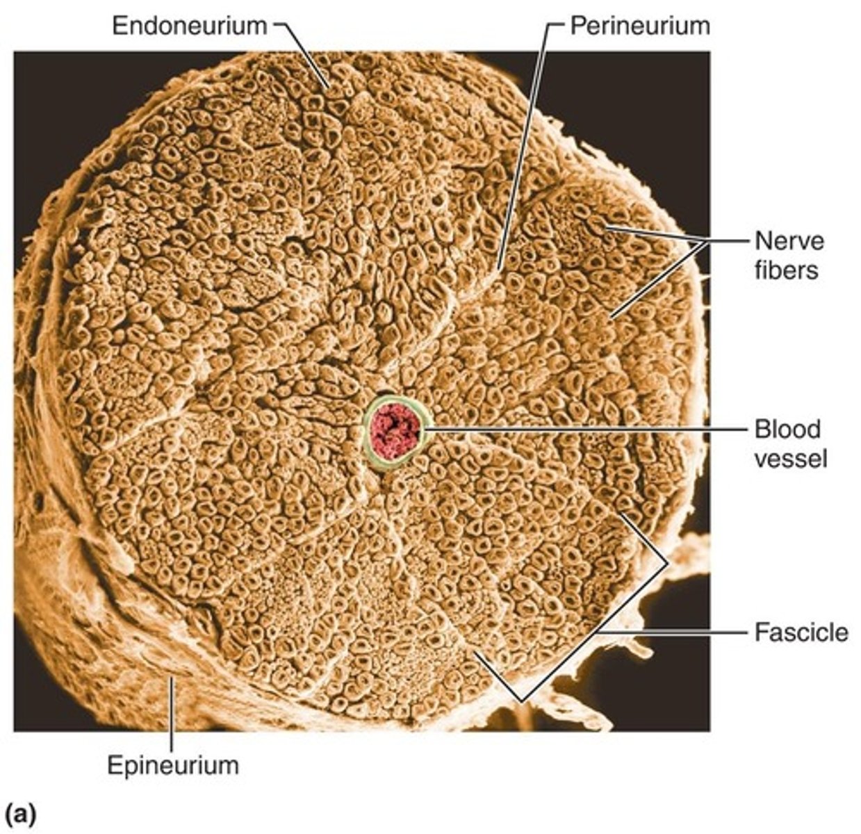 <p>loose connective tissue that encloses axons and their myelin sheaths (Schwann cells)</p>
