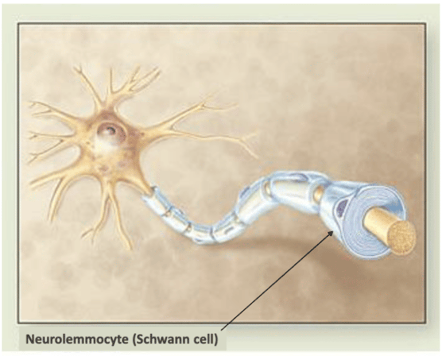 <p>what are neurolemocytes (Schwann cells) associated with?</p>