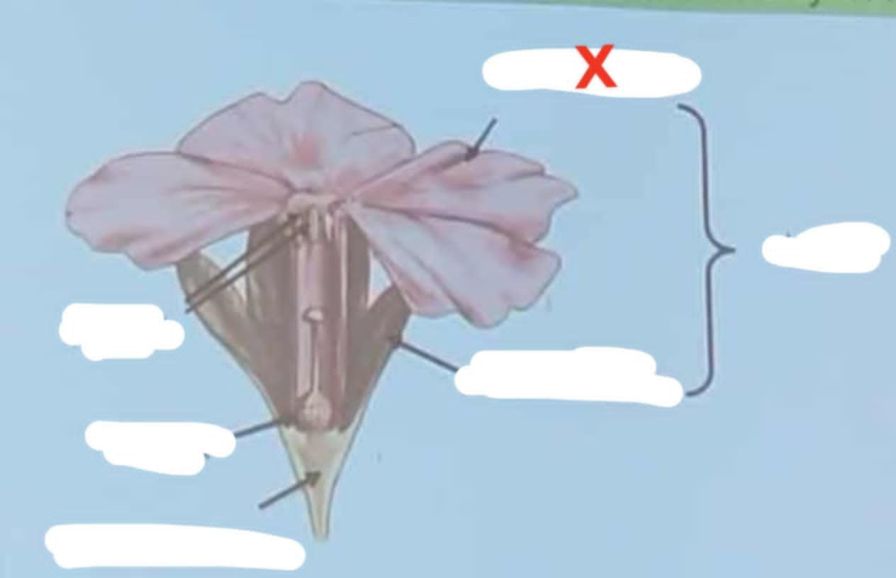 knowt flashcard image