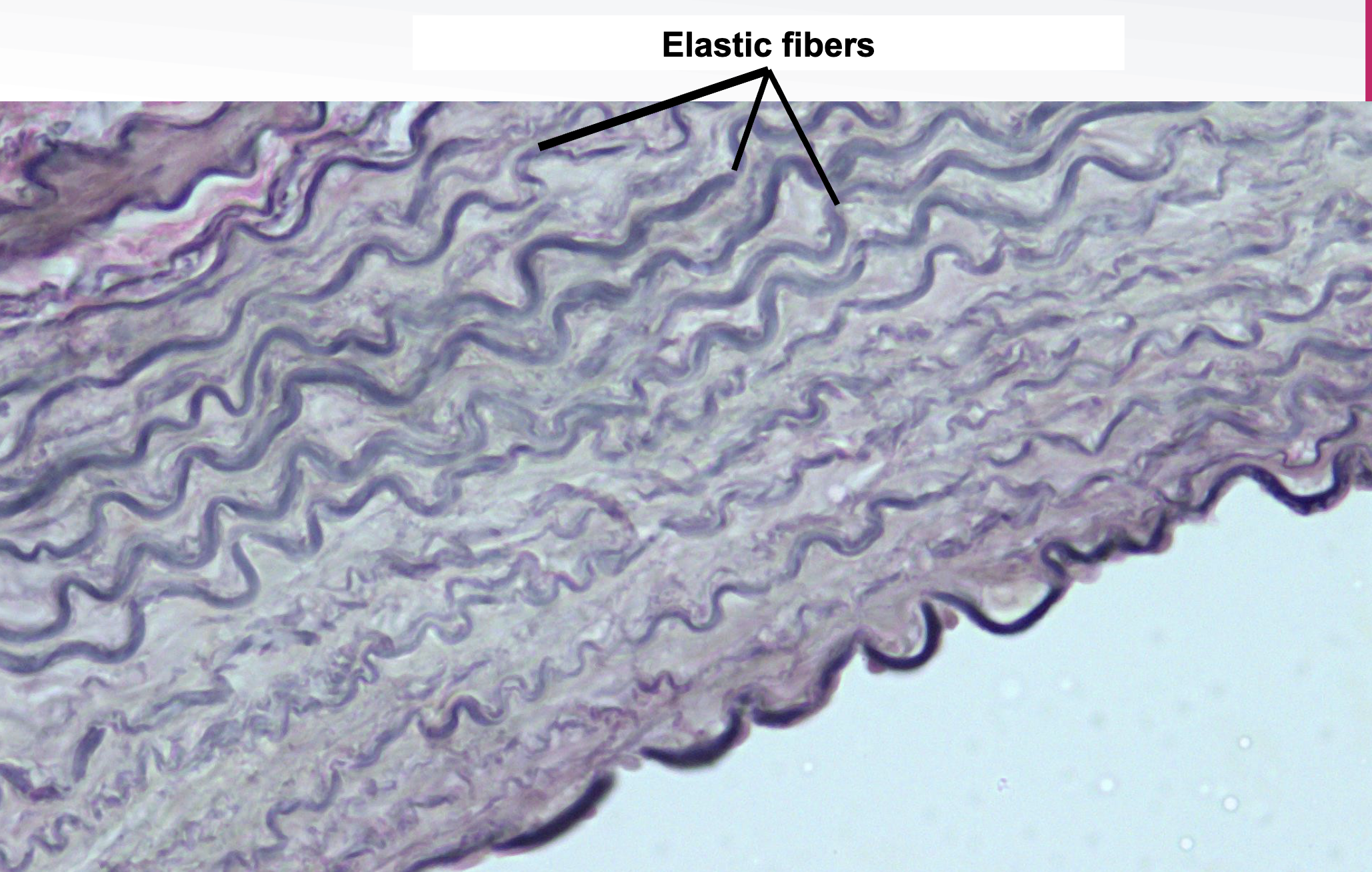 <ul><li><p>arteries, lungs, skin, periodontal ligament, fetal tissues, connective tissues proper</p></li><li><p>stretch and recoil </p></li></ul><p></p>