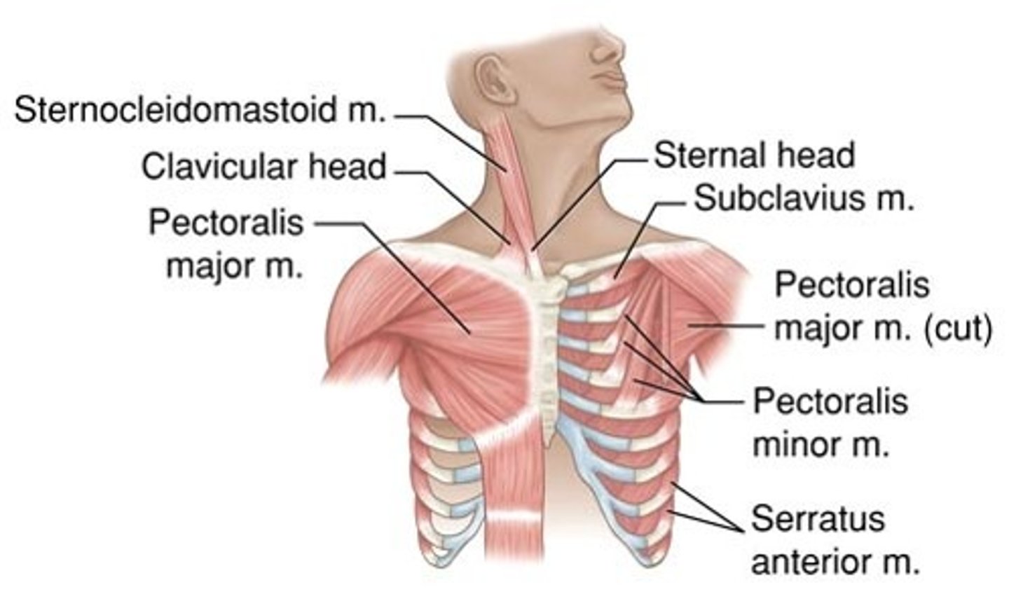 <p>Diaphragm and external intercostals; their contraction enlarges the rib cage</p>