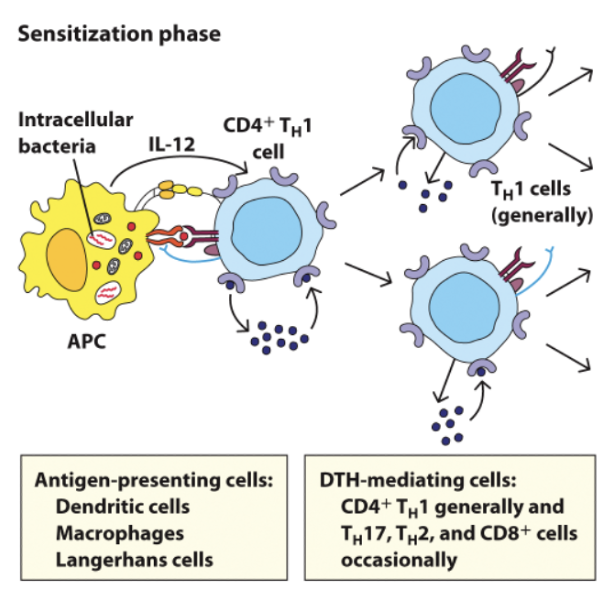 <p>initiation involves sensitisation by an antigen, initial exposure triggers production of a T cell response</p><ul><li><p>often CD4+ TH1 subset</p></li></ul><p></p>