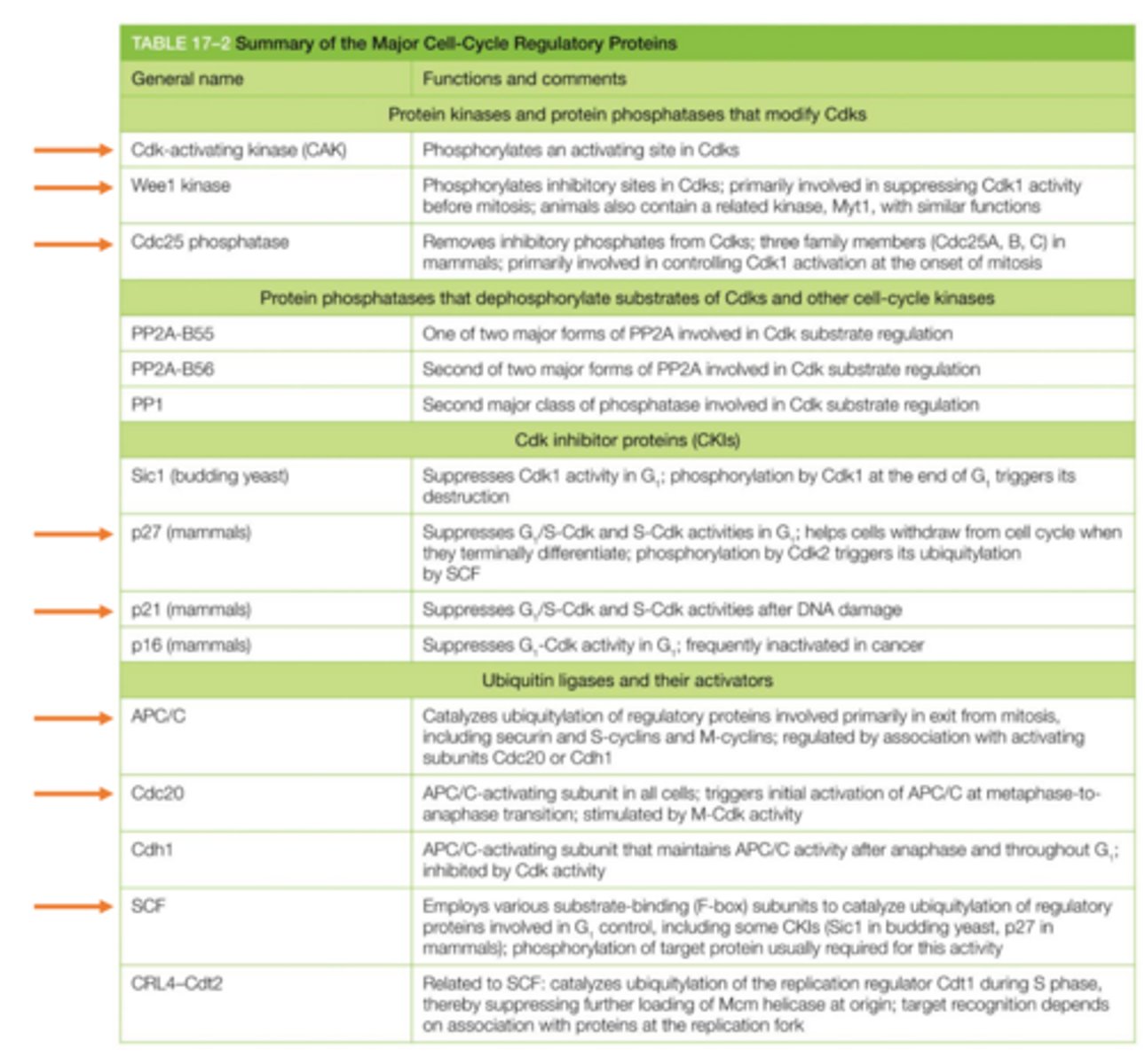 <p>How can the activity of a cyclin/Cdk complex be regulated? (use the table as a reference)</p>