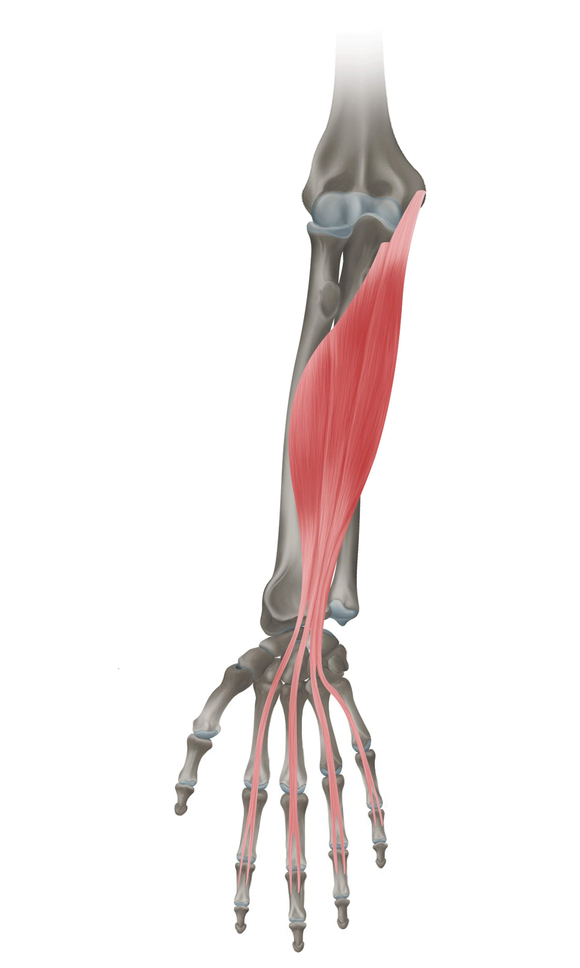 <p>m. flexor digitorum superficialis (povrchový ohybač prstů)</p>