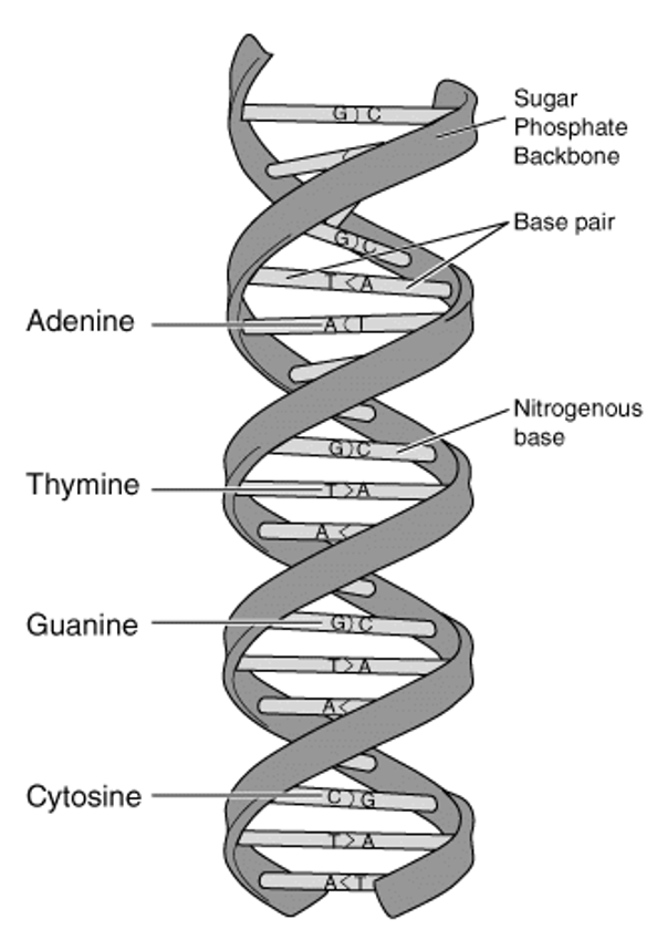 <p>It is two long chains of nucleotides joined together like a ladder, twisted into a double helix or spiral.</p>