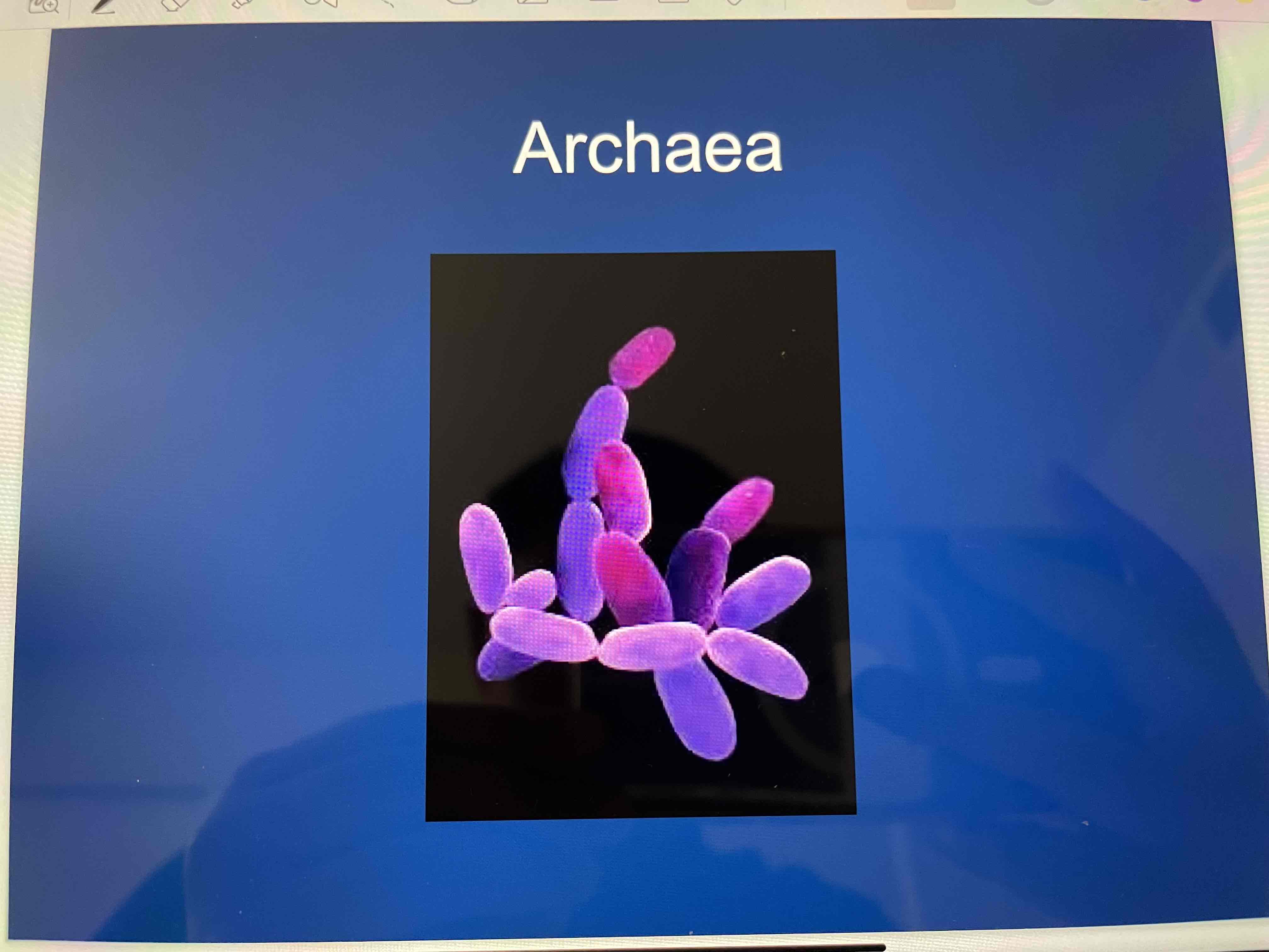 <ul><li><p><em><mark data-color="red" style="background-color: red; color: inherit">Halobacterium salinarum</mark></em></p></li></ul><p></p>