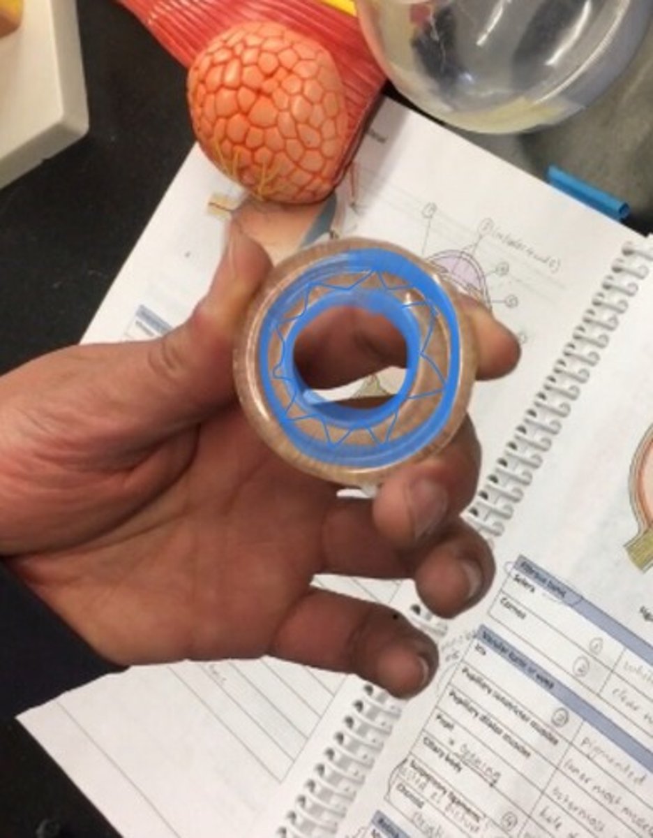 <p>inner ring of iris closes to pupil. The inside ring.</p>