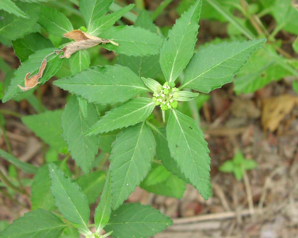<p>Dog-toothed Spurge</p>