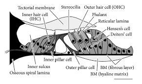 1 of 2 types of hair cells in spiral organ

SENSORY

link to sensory Afferent fibers

primary output of nerve impulse