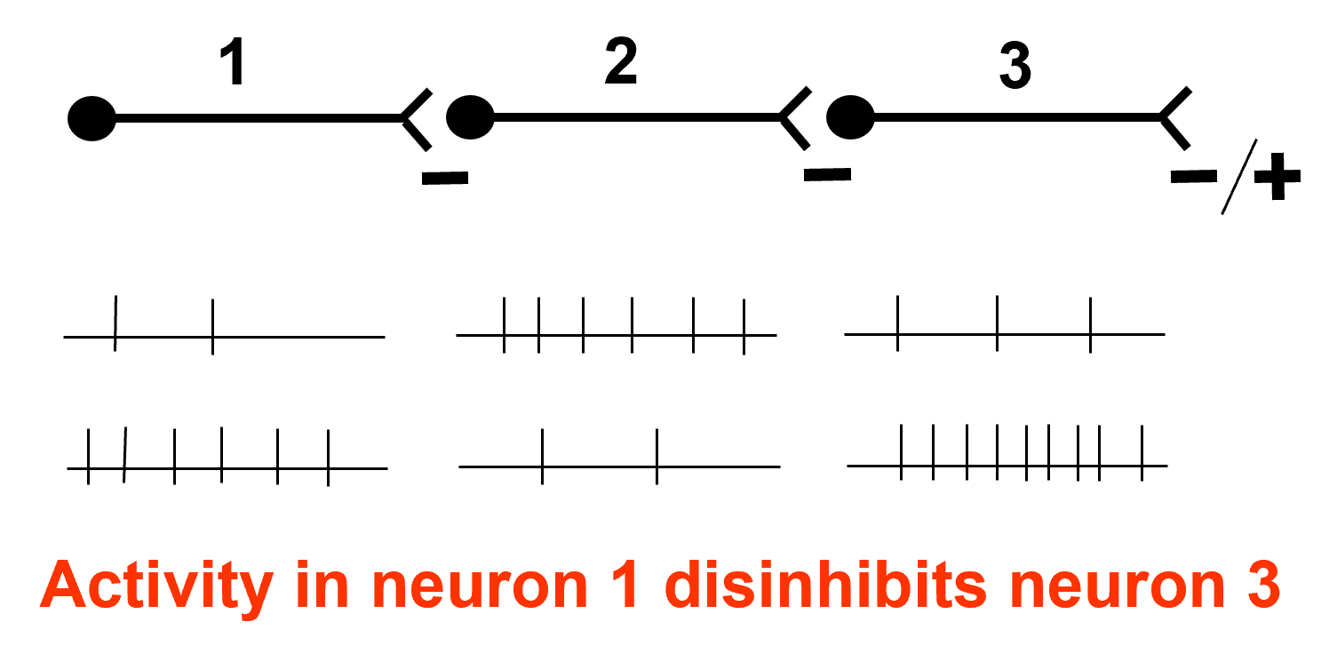 <ul><li><p>Output nuclei (GPi/SNpr) are tonically&nbsp;<span style="background-color: transparent; font-size: 1.6rem;"><span>active &amp; inhibit thalamus (VA/VL)</span></span></p></li></ul><p> </p><ul><li><p>Opposing influences on GPi/SNpr</p><ul><li><p>Direct pathway  (accelerator)</p></li><li><p>Indirect Pathway (brake)</p></li></ul></li></ul><p>      </p><ul><li><p>Dopamine has opposite effects on&nbsp;<span style="background-color: transparent; font-size: 1.6rem;"><span>direct and indirect pathways</span></span></p></li><li><p><span style="background-color: transparent; font-size: 1.6rem;"><span>Disinhibition plays a key role</span></span></p></li></ul><p></p>