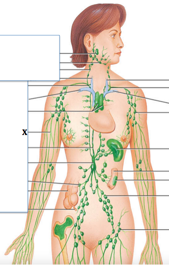 <p>Identify the structure labeled with "<strong>X</strong>"</p>