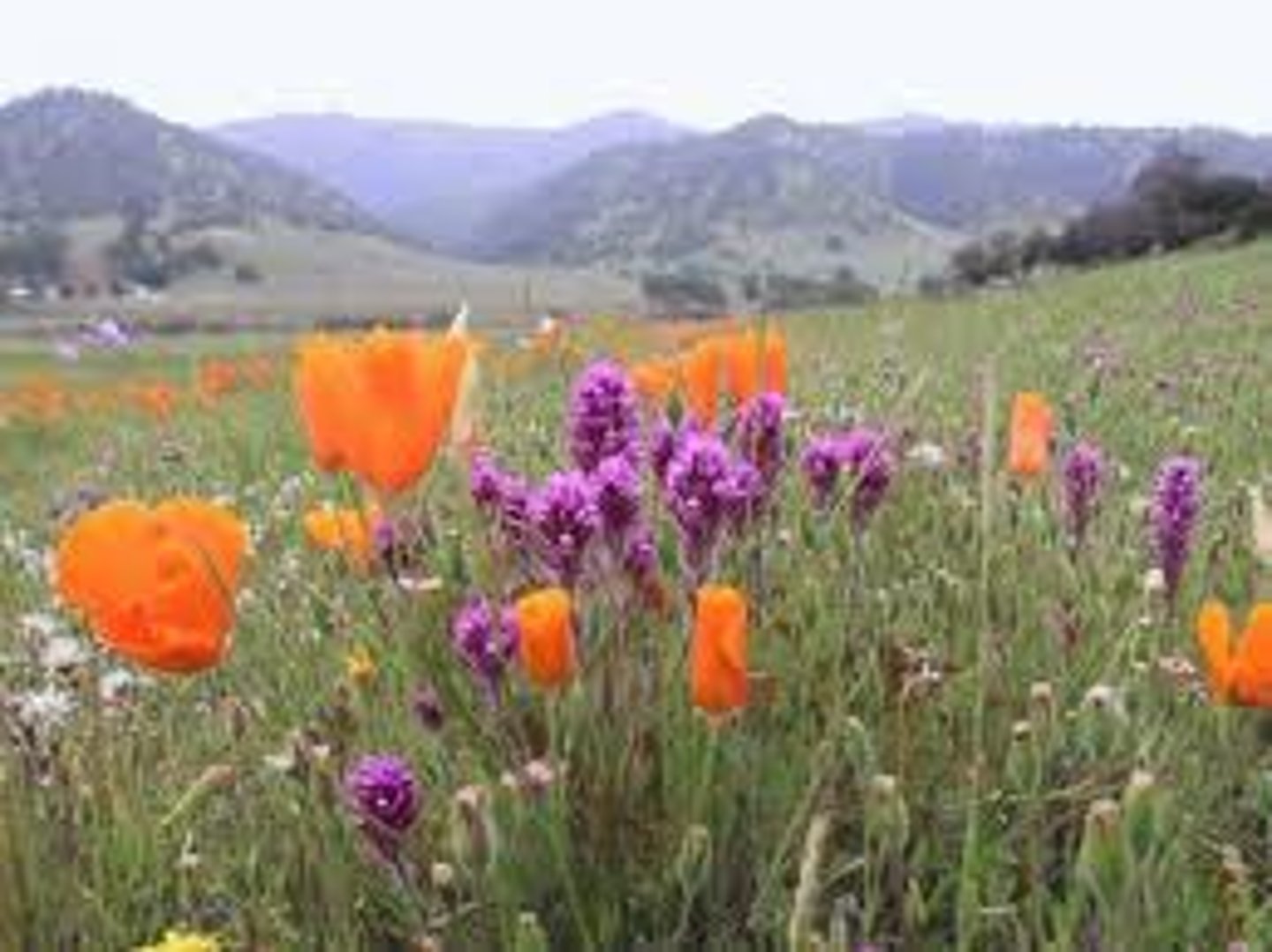 <p>Spring: March, April, May</p>