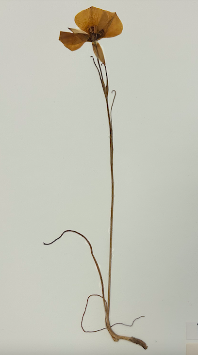 <p>Order? Family?</p>