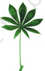 <p>type of leaf</p>