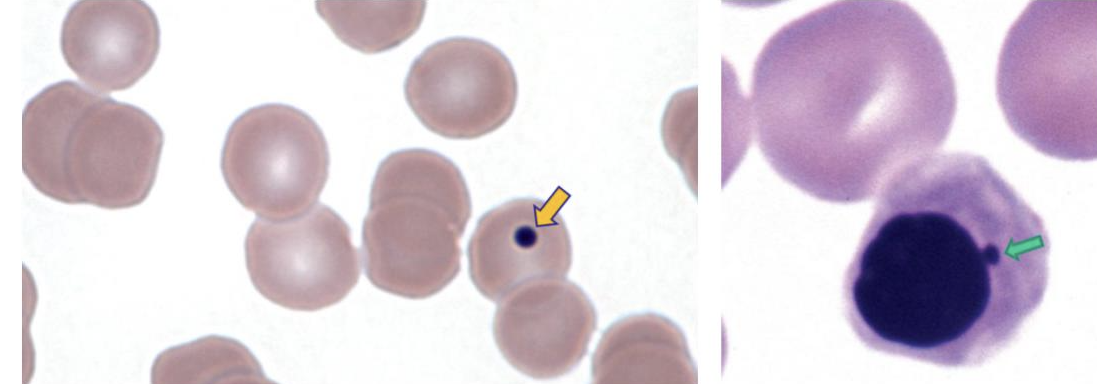 <p>What is this cell?</p>