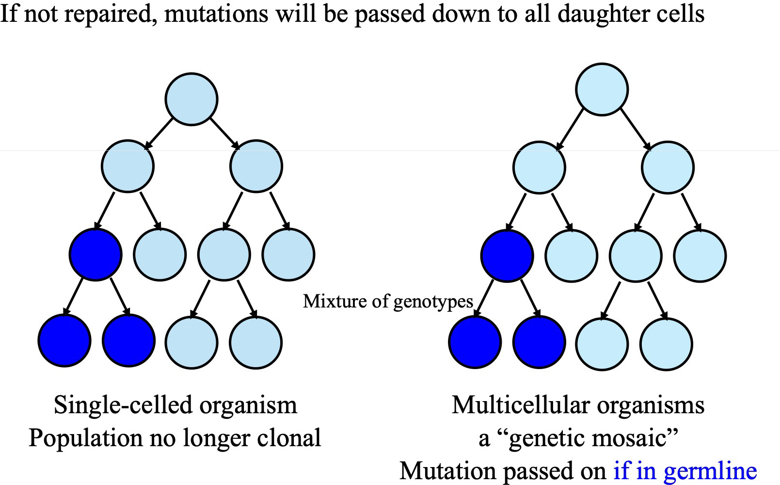 <p>generates new alleles of a gene, can be harmful, beneficial or neutral to the cell</p><p>dominant or recessive depending on the nature of the change of the protein </p>
