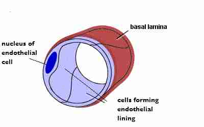 <ul><li><p>These are the smallest and most numerous blood vessels in the body </p></li><li><p>They are composed of two layers of cells which facilitates diffusion of substances in and out of the cell. </p></li></ul>