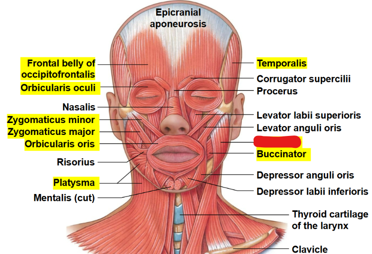 <p>What muscle is this?</p>