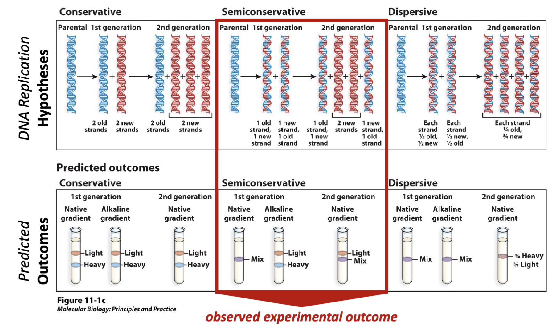<p>Semi-conservative was the outcome observed</p><p>native gradient: DNA is allowed to form double helix</p><p>alkaline: separate the two chains</p>
