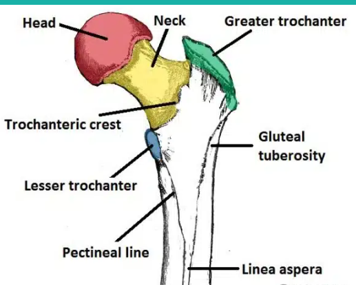 <p>the gluteal tuberosity of the femur: </p>