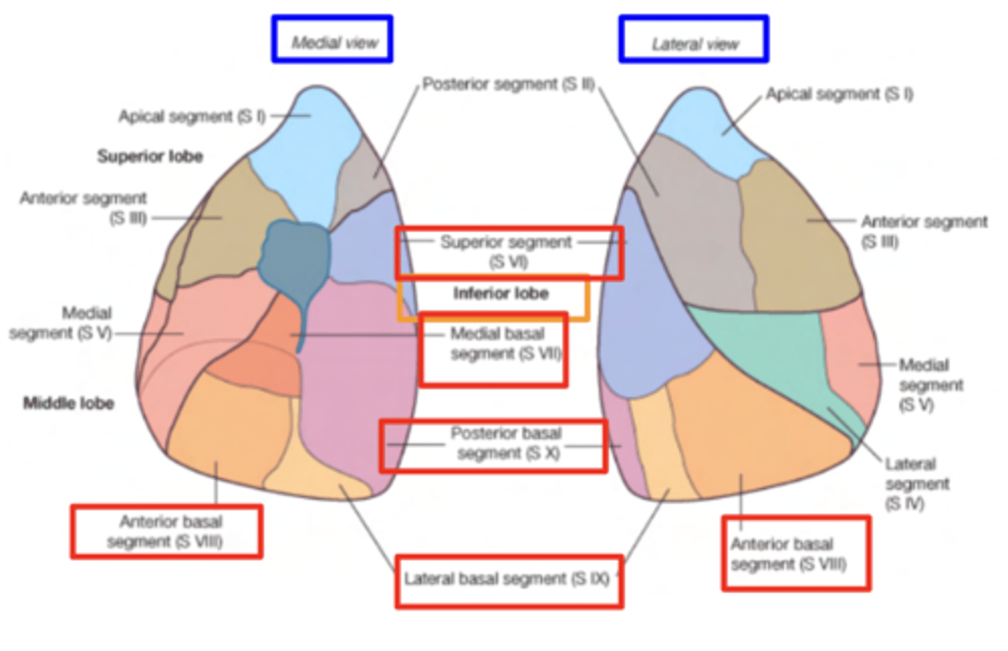 <p>. Superior</p><p>. Basal anterior</p><p>. Basal lateral</p><p>. Basal posterior</p><p>. Basal medial (only seen on the mediastinal face)</p>