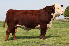 -Developed in IOWA 
-Polled, red with white belly, face and feet, large size
-Docile temperament, fast maturity, adaptable
-Breed began with a mutation that left offspring without horns.