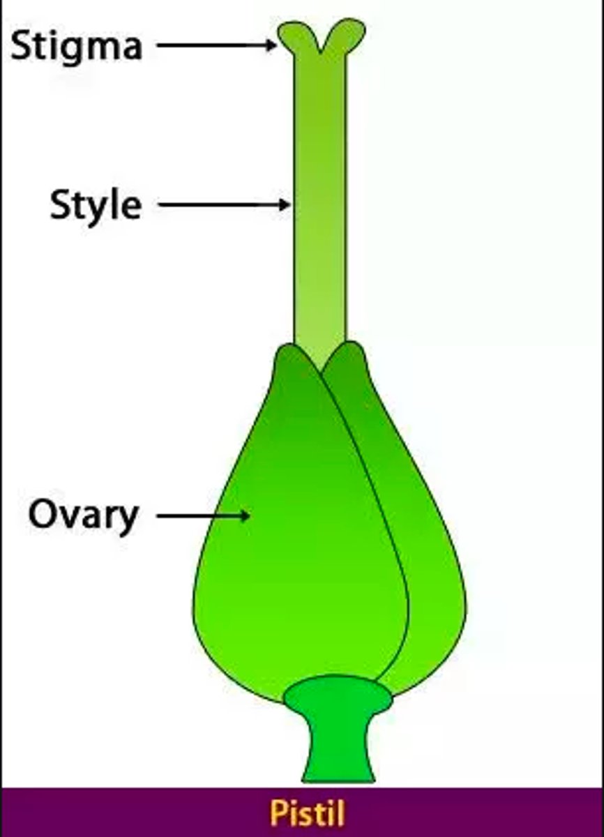 <p>1. ovary (egg bearing)<br>2. style<br>3. stigma</p>