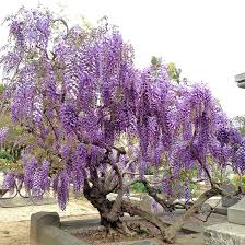 <p>Chinese Wisteria</p>