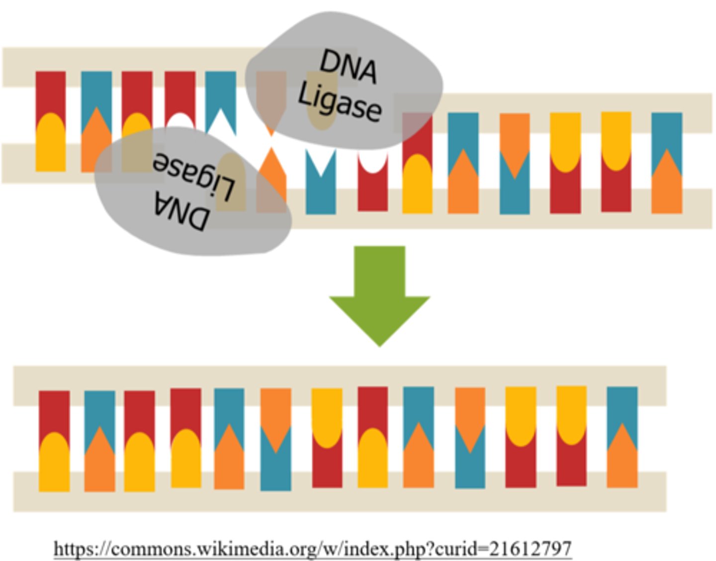 <p>DNA ligase</p>