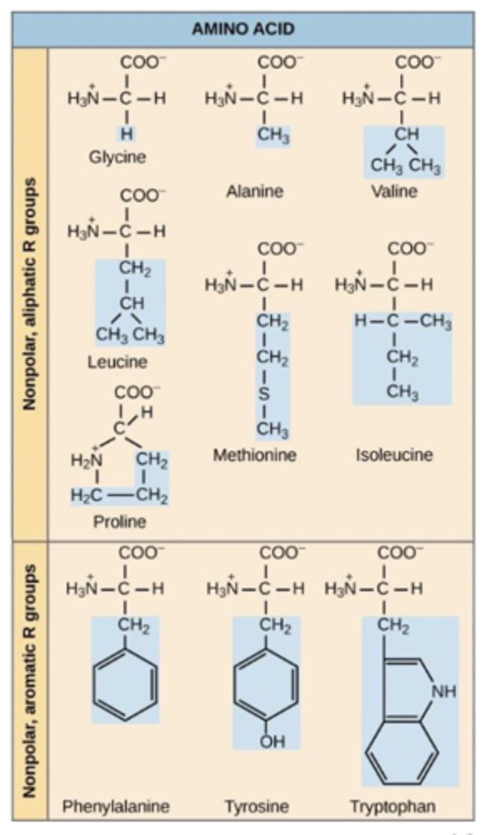 <p>hydrophobic amino acids</p>