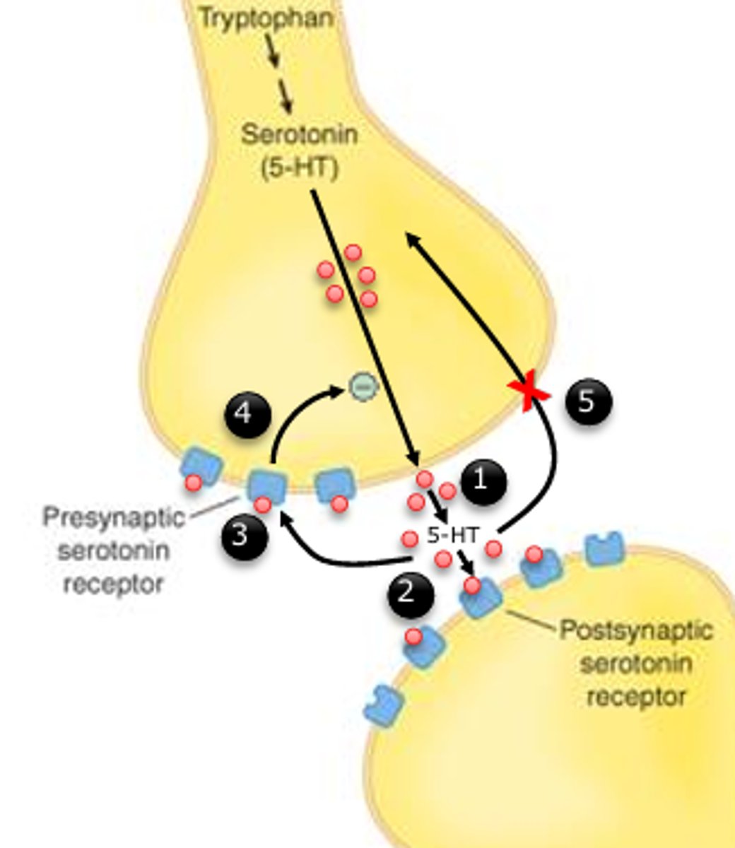 <p>1. 5-HT is released</p><p>2. 5-HT binds to its postsynaptic receptor </p><p>3. 5-HT binds to its presynaptic receptor 3 </p><p>4. Step 3 results in less5-HT being released 4 </p><p>5. If sertotonin uptake is blocked, more 5-HT will be available in the synaptic space</p>