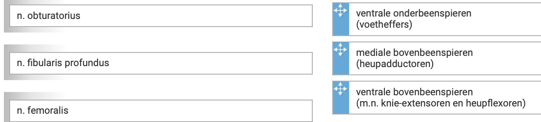 Welke spiergroep hoort bij welke zenuw?