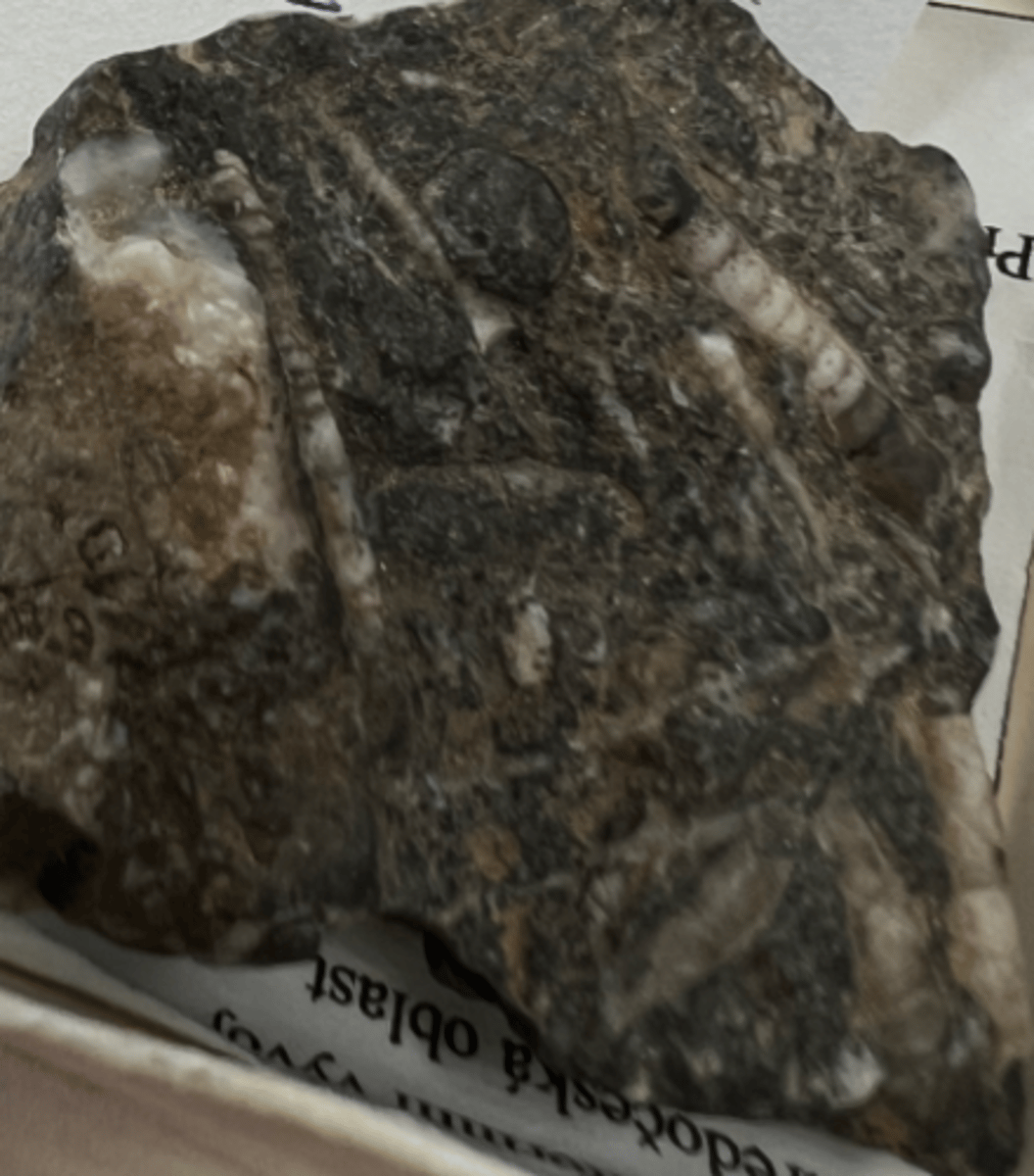 <p>sedimentary</p>