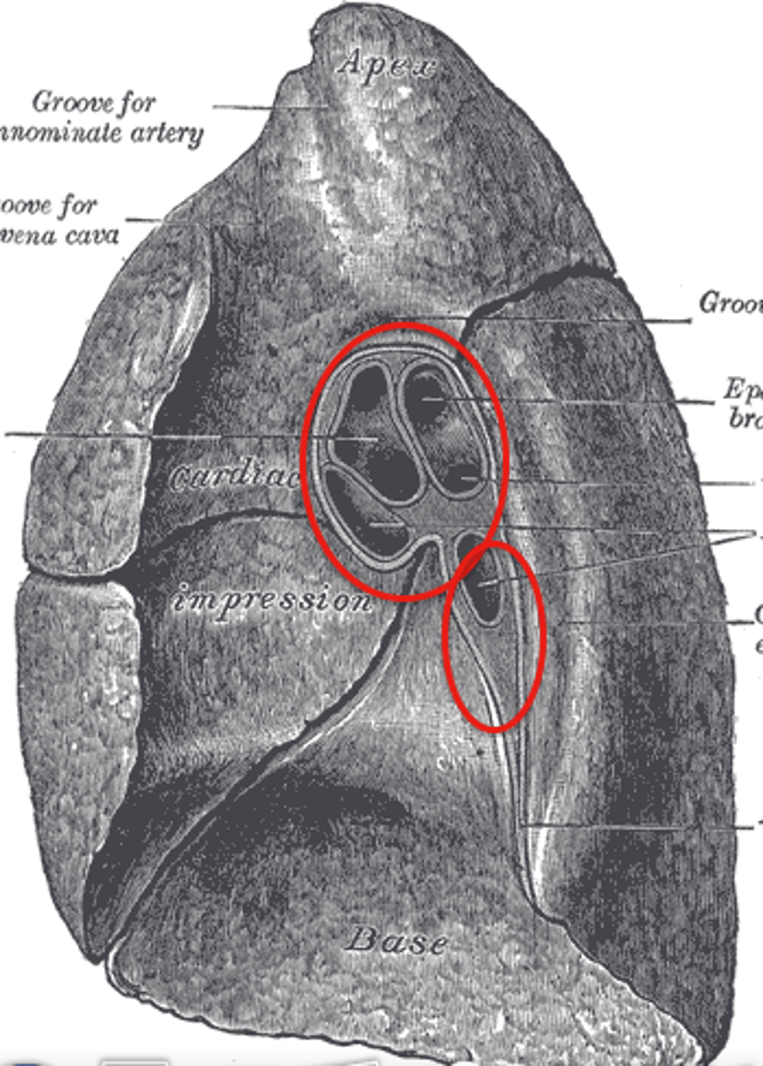 <p>entire structure</p>