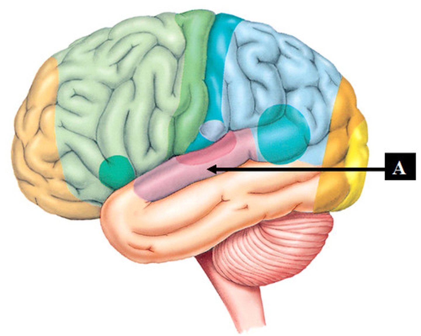 <p>interpretation of sounds and meaning to them</p>